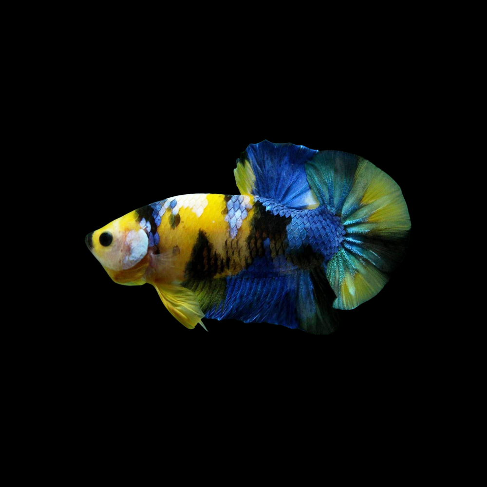 Yellow Tiger Koi Galaxy Halfmoon Prakat Betta Fish