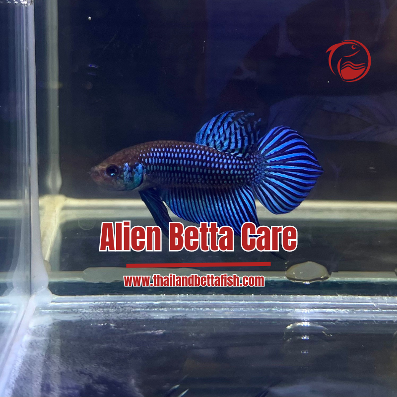Alien Betta Care