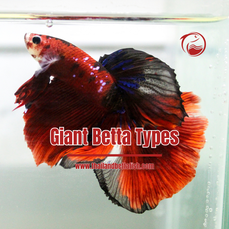 Giant Betta Types