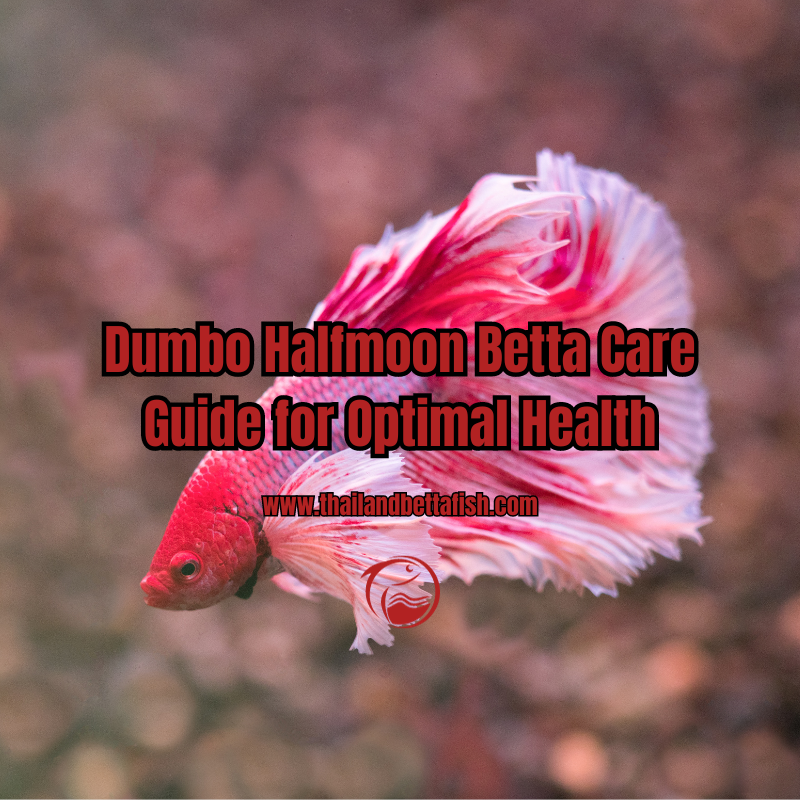 Dumbo Halfmoon Betta Care Guide for Optimal Health