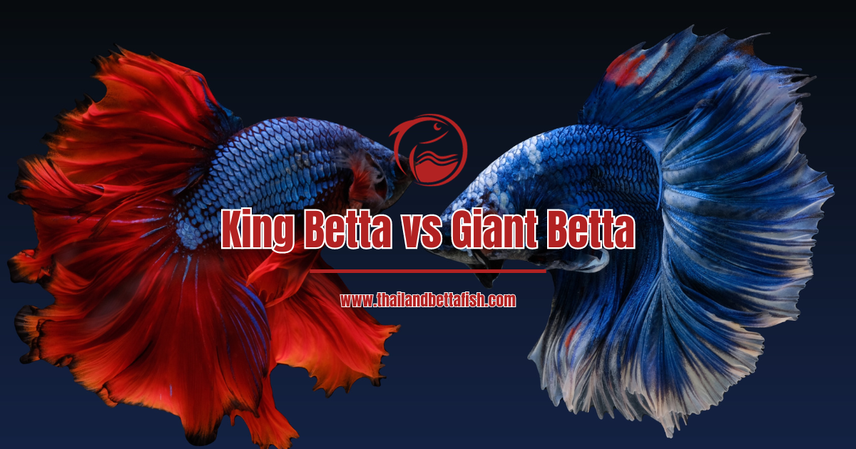 King Betta vs Giant Betta