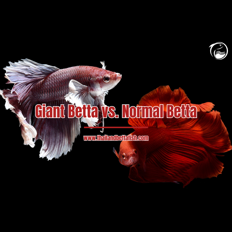 Regular Betta Giant Betta vs. Normal Betta