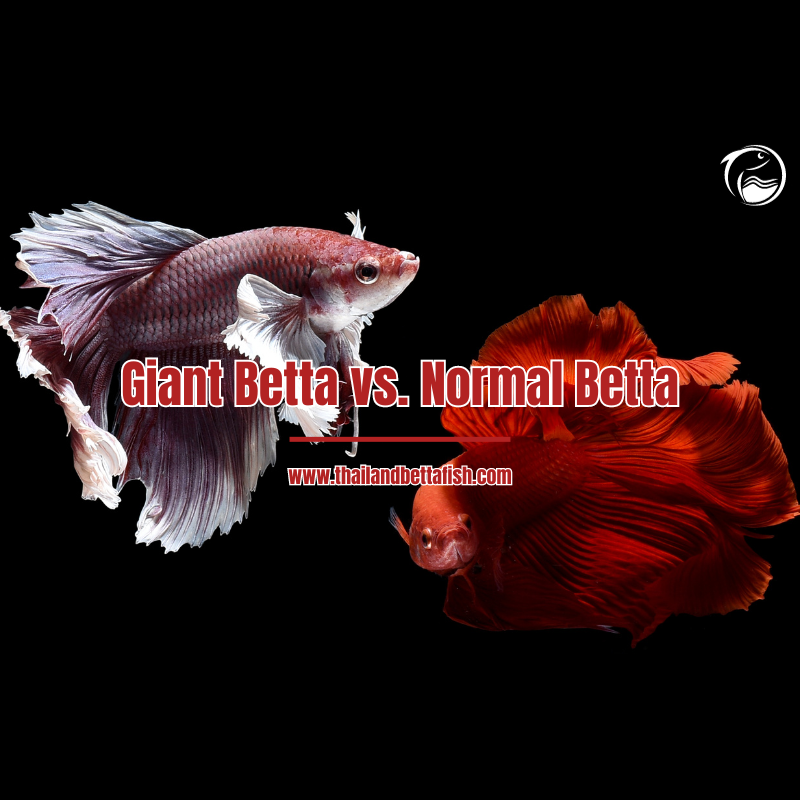 Giant Betta vs. Normal Betta