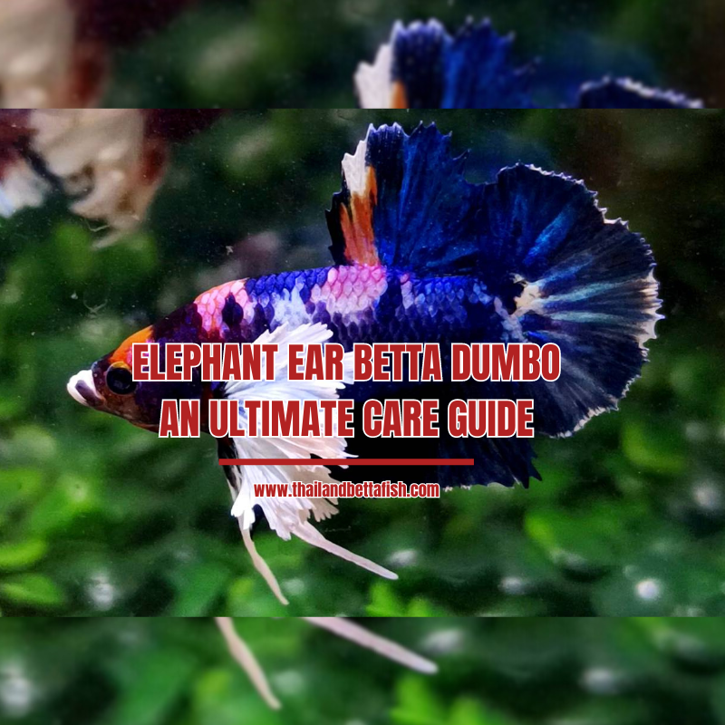 Elephant Ear Betta (Dumbo): An Ultimate Care Guide