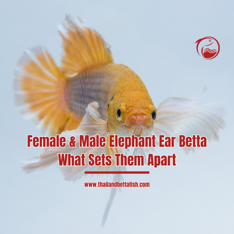 Female & Male Elephant Ear Betta: What Sets Them Apart