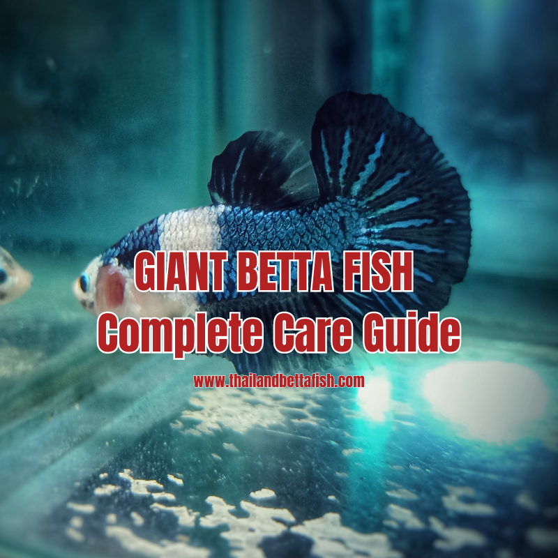 Giant Betta Fish Complete Care Guide