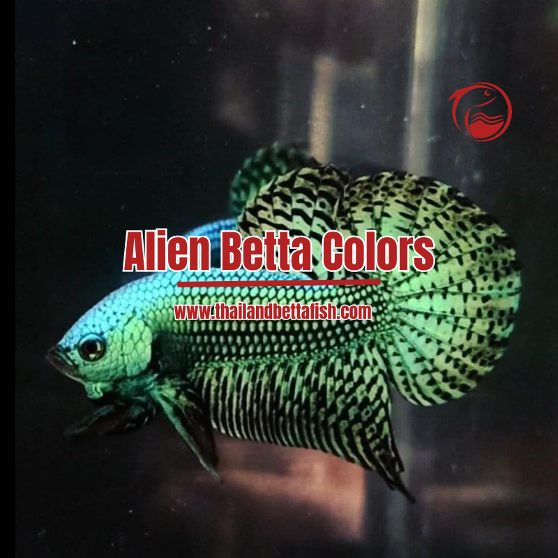 Betta Color Layers Alien Betta Colors