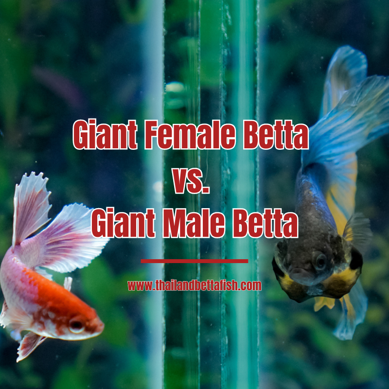 Giant Female Betta vs. Giant Male Betta