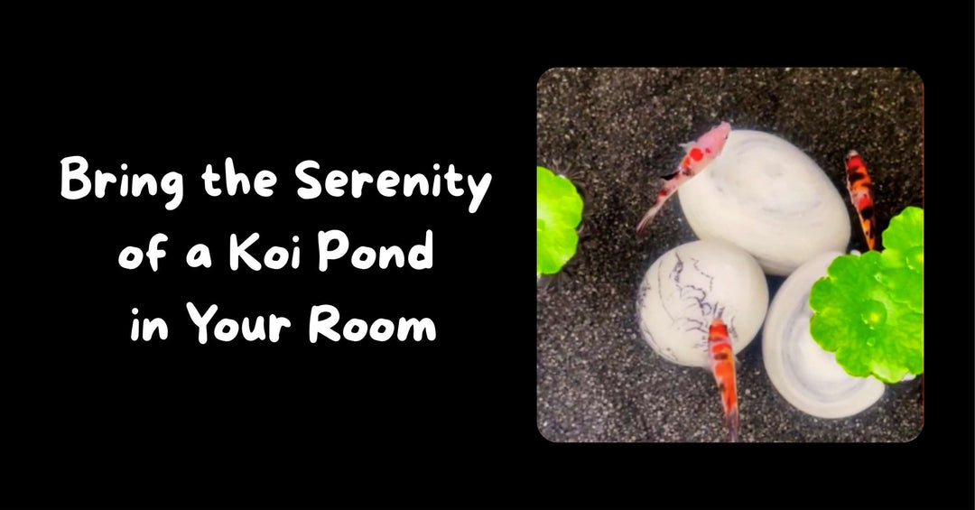 Mini Koi Pond in Your Room - Thailand Betta Fish
