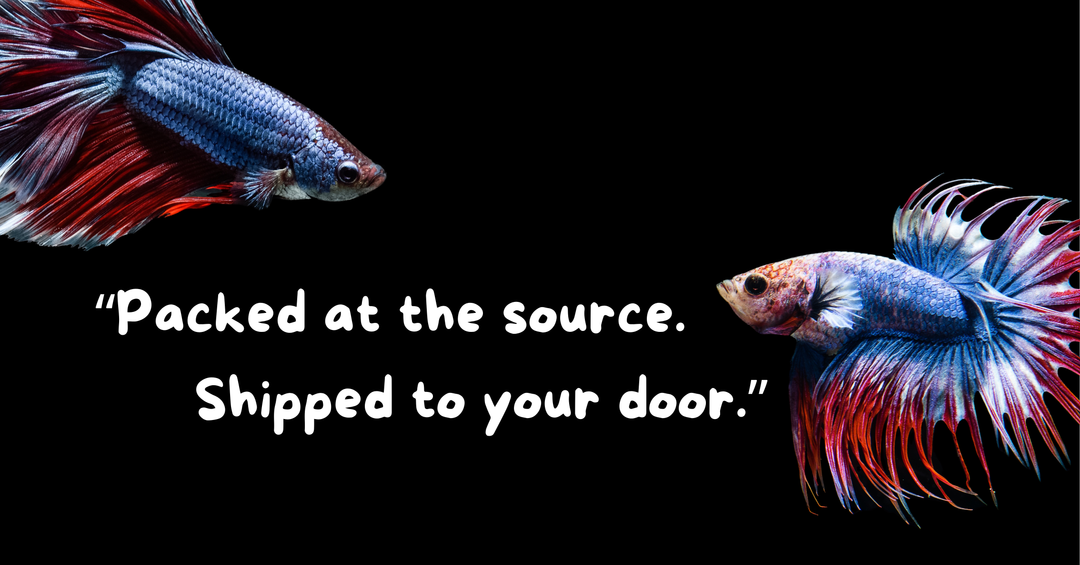 Is It Safe to Order Betta Fish from Thailand? Honest Answer