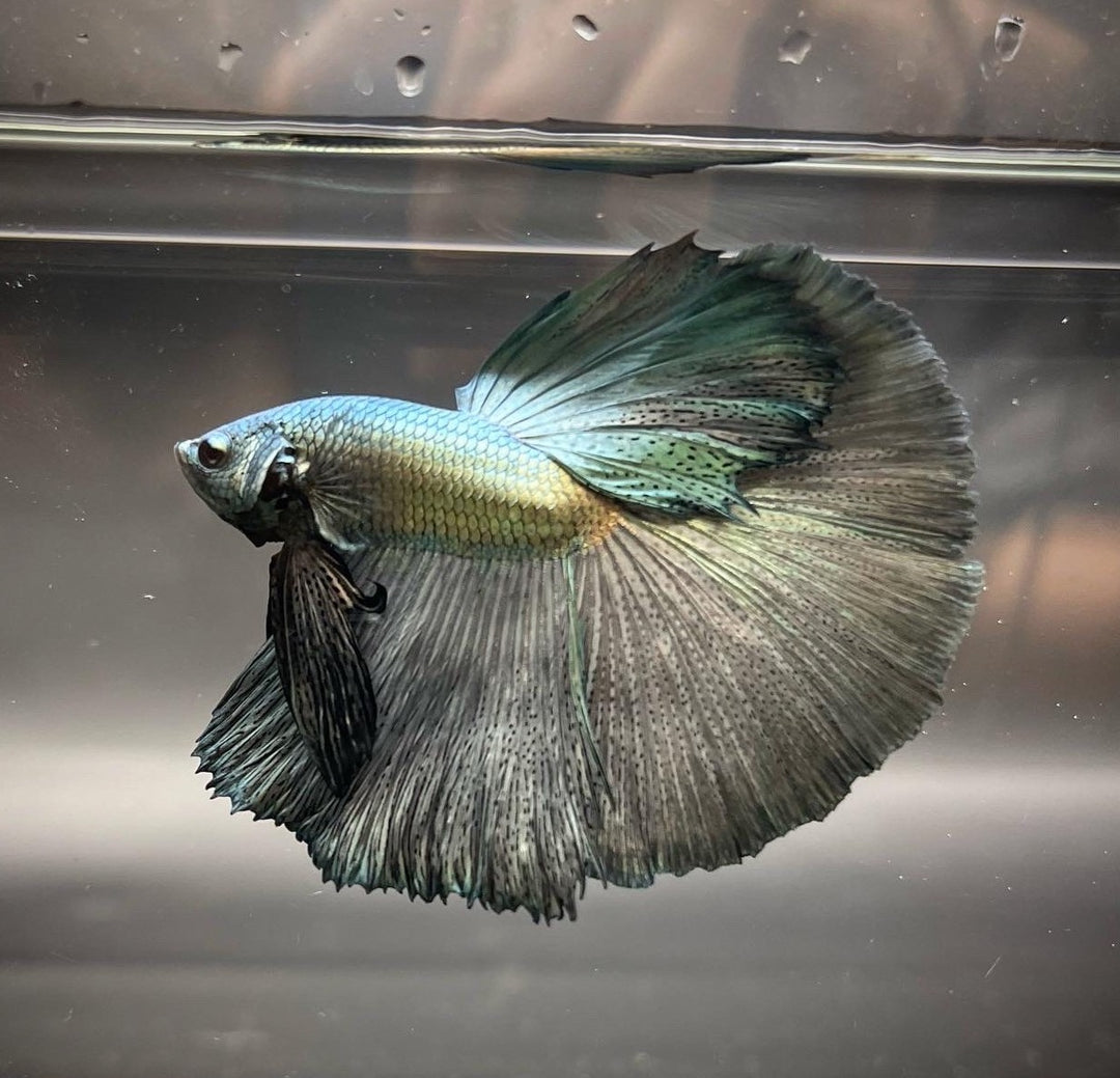 super giant betta for sale