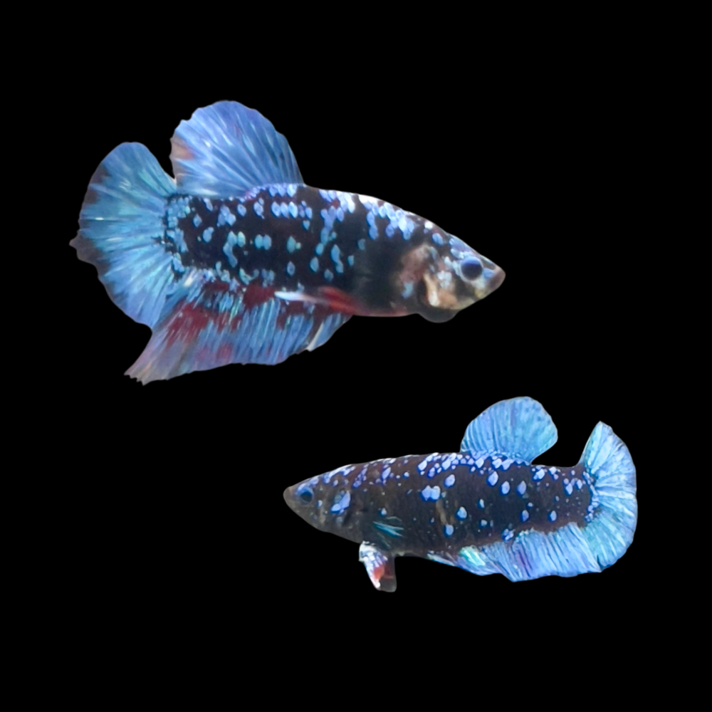 Betta Breeding Pair For Sale