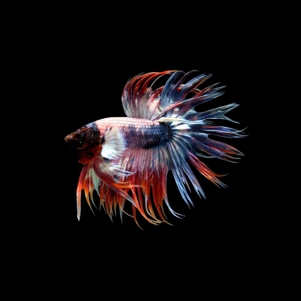 Crowntail Betta For Sale From Thailand
