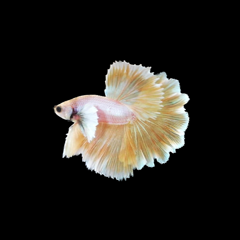 Dumbo Betta Fish For Sale From Thailand