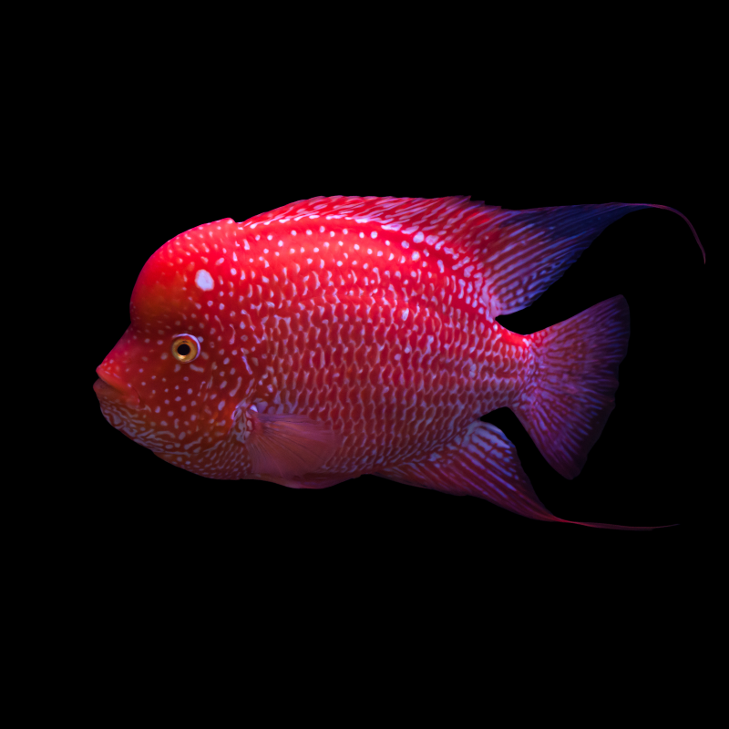 Female Flowerhorn