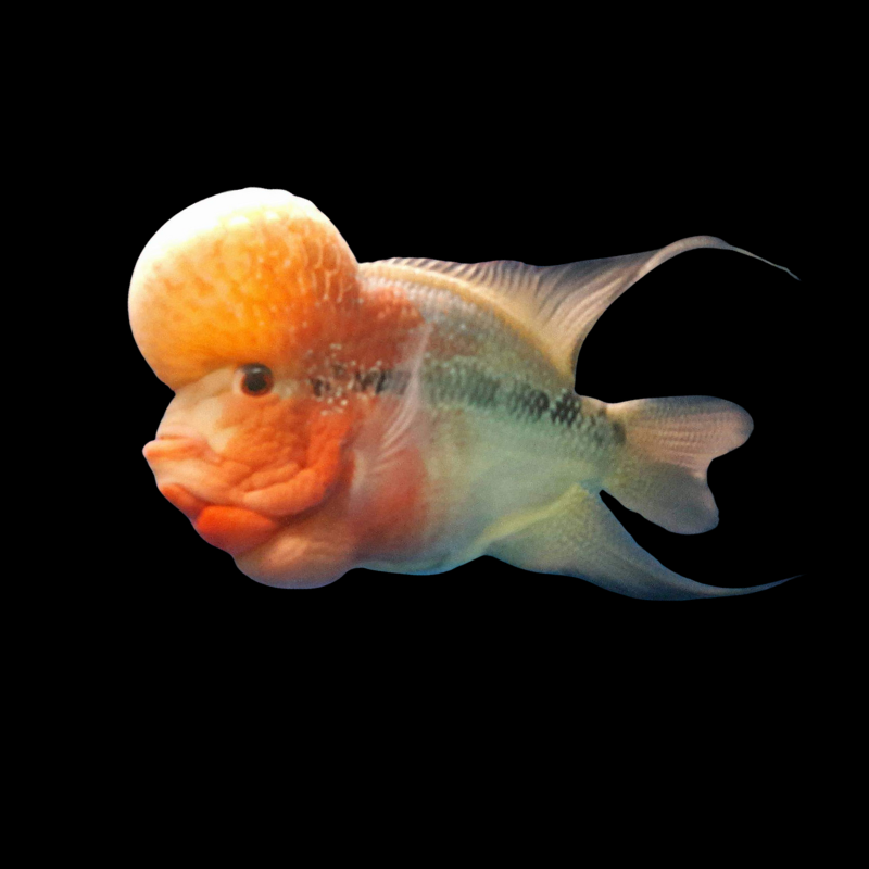 Golden Monkey Flowerhorn