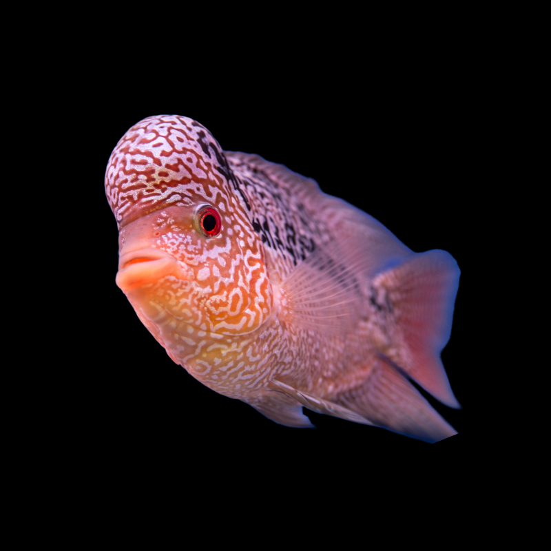 Golden Base Flowerhorn