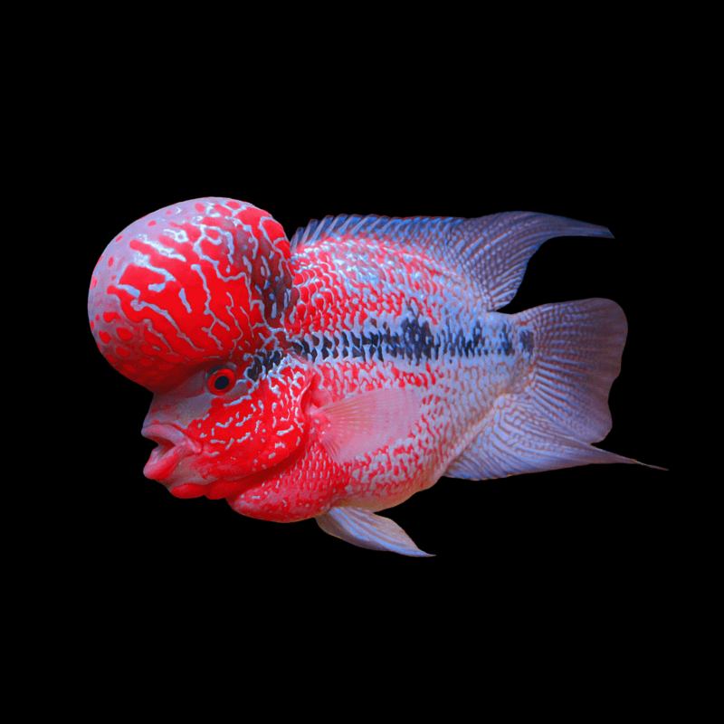 Kamfa Flowerhorn