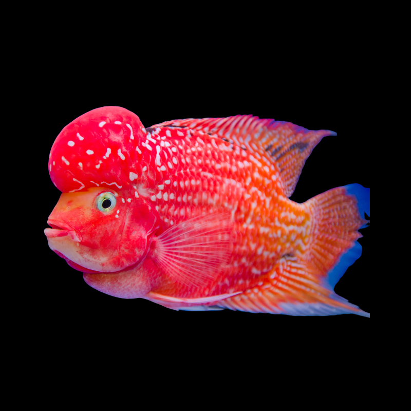 Rare Flowerhorn