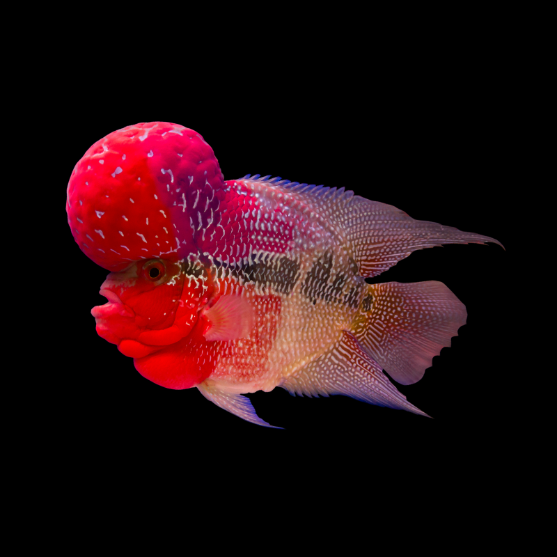 Red Dragon Flowerhorn for Sale | Best Prices on Red Dragon Cichlids – Thailand Betta Fish