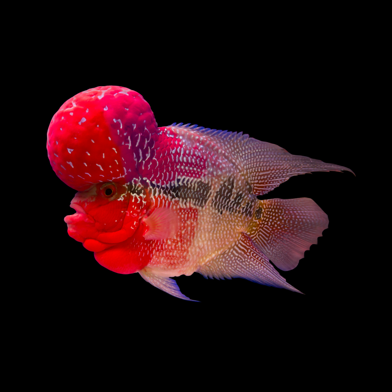 Red Dragon Flowerhorn