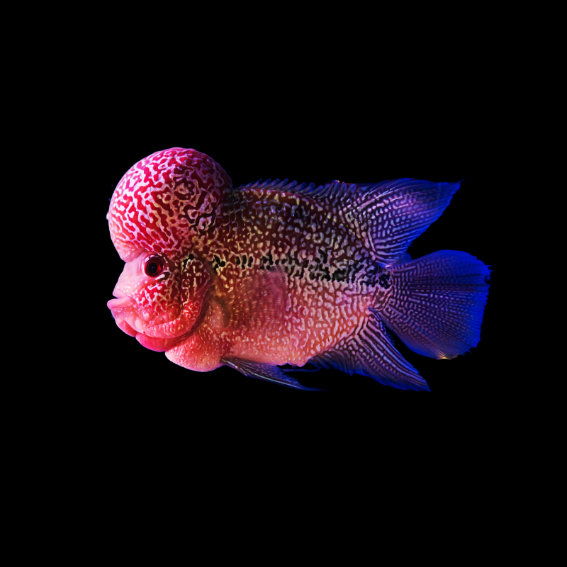 The Exotic World of Flowerhorn Fish: Uncovering the Price Variations of Short Body Varieties - Escola Videira