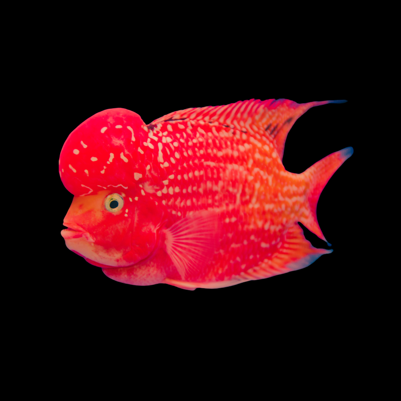 Super Red Monkey Flowerhorn