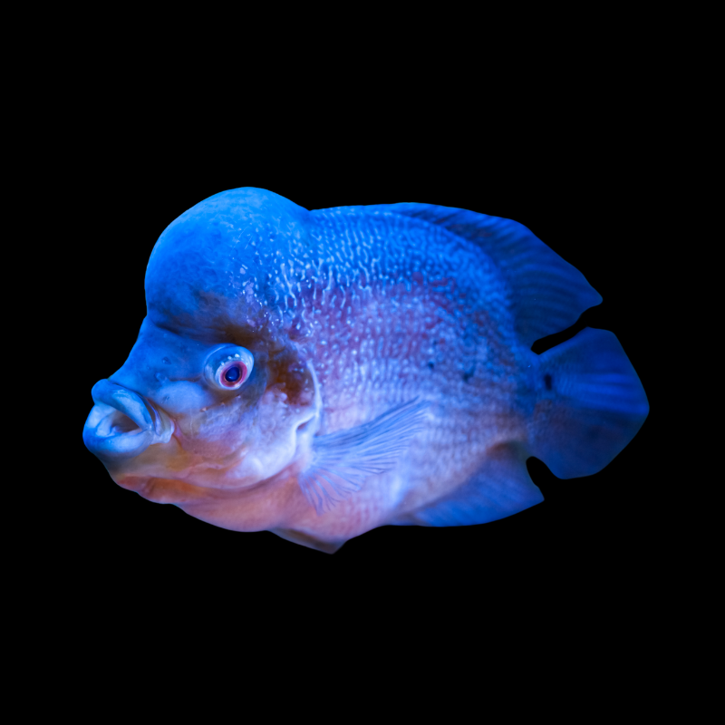 Blue Flowerhorn for Sale | Best Prices on Stunning Blue Cichlids – Thailand Betta Fish