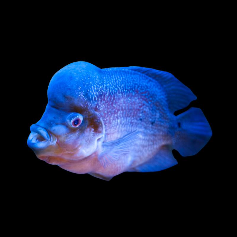 Blue Flowerhorn