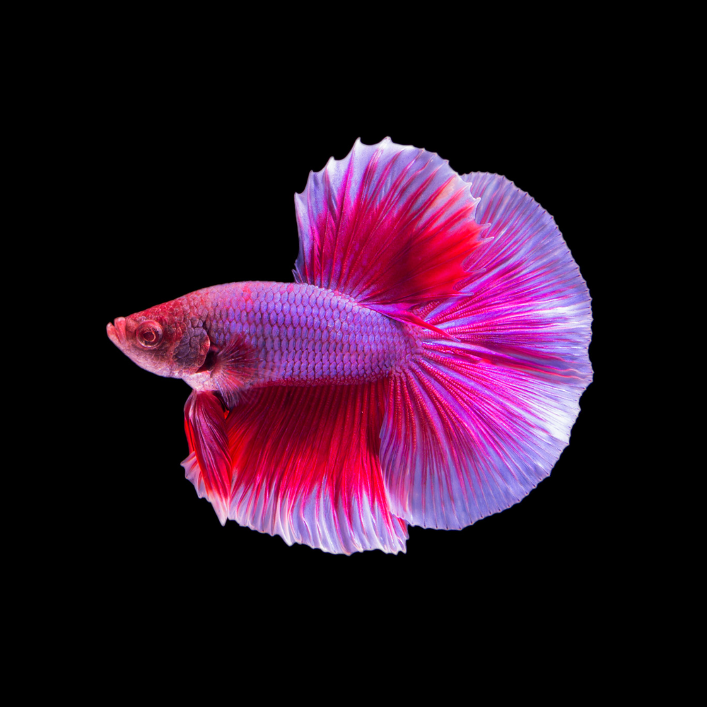 Halp Fish Halfmoon