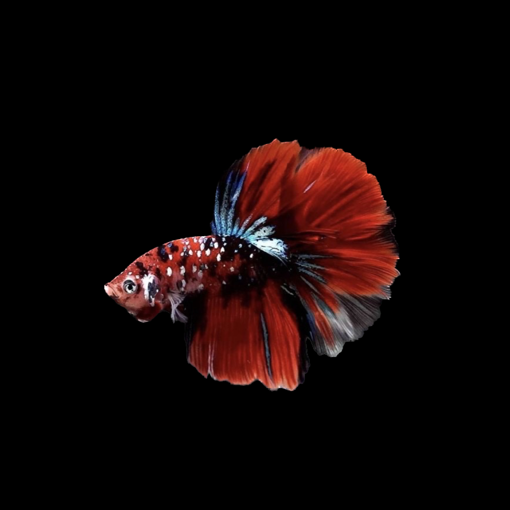 Koi Betta Fish For Sale From Thailand