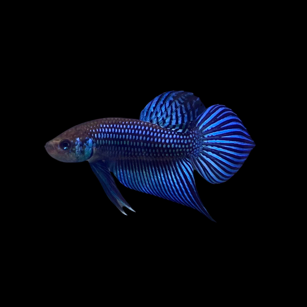 Wild Betta Imbellis For Sale