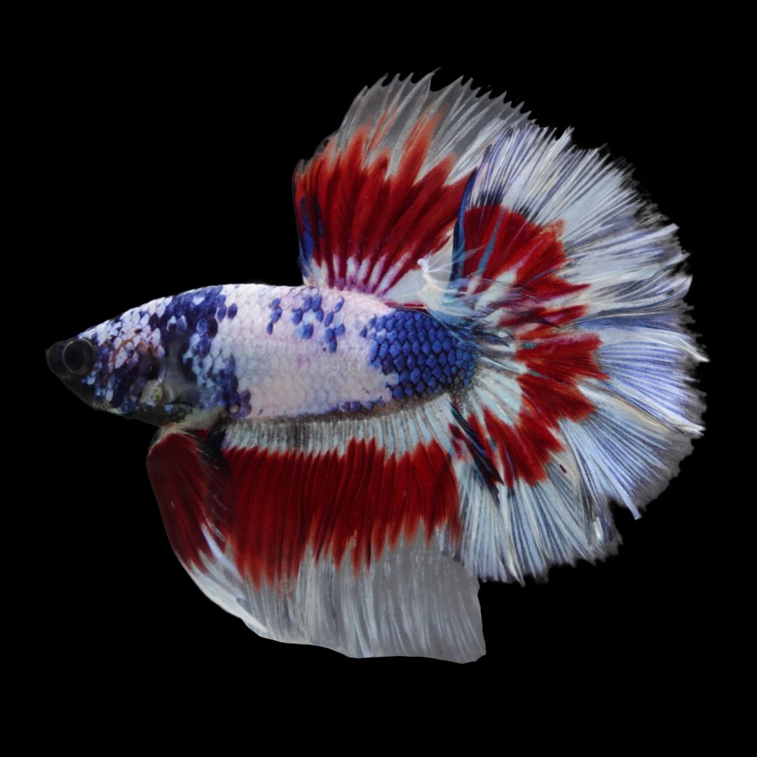 『AMAZING THAI BETTA』 Betta Fish Magical Pink Blue Legacy Fancy OHM