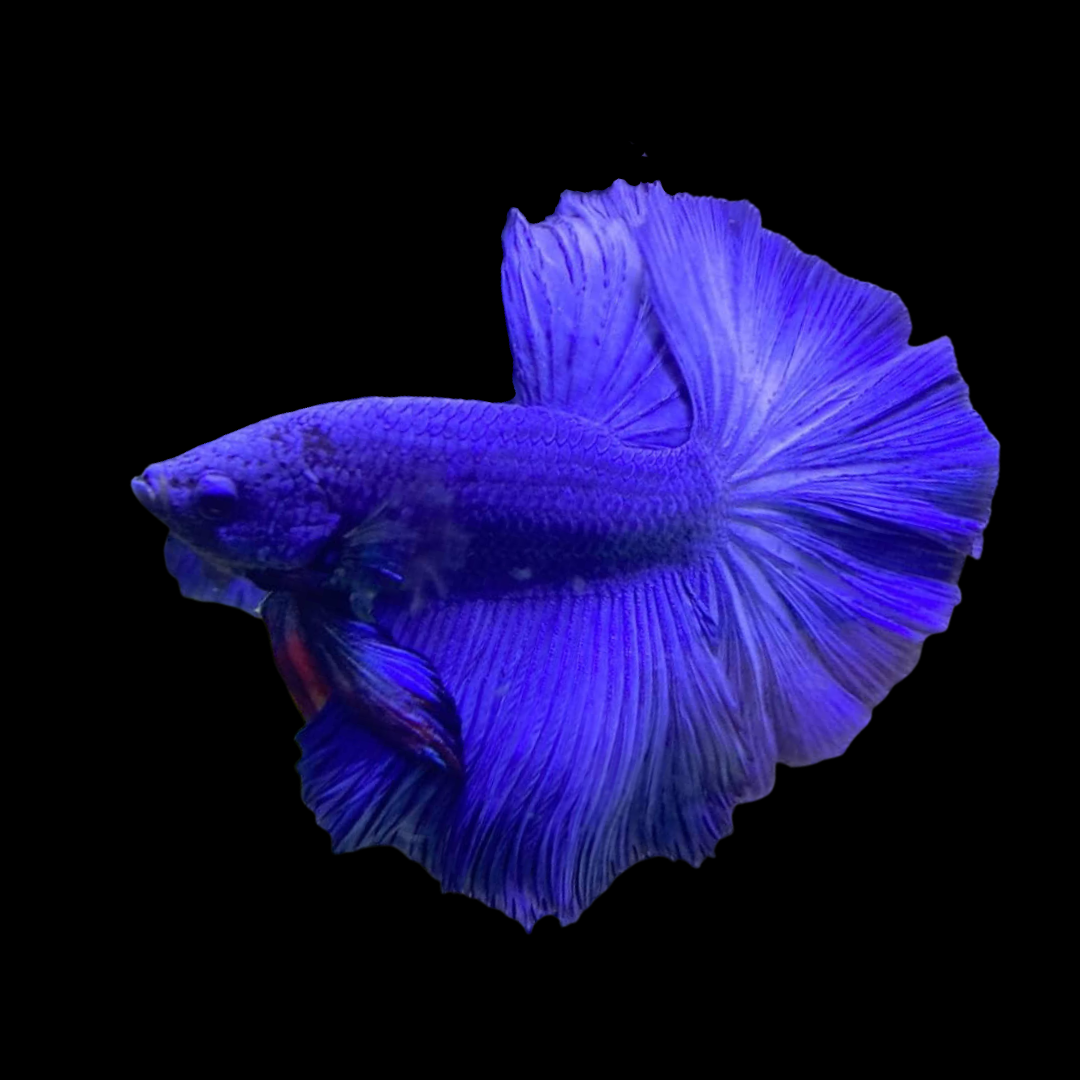 Blue Betta Fish