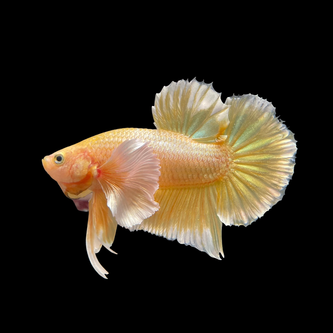 Yellow Gold Betta Fish