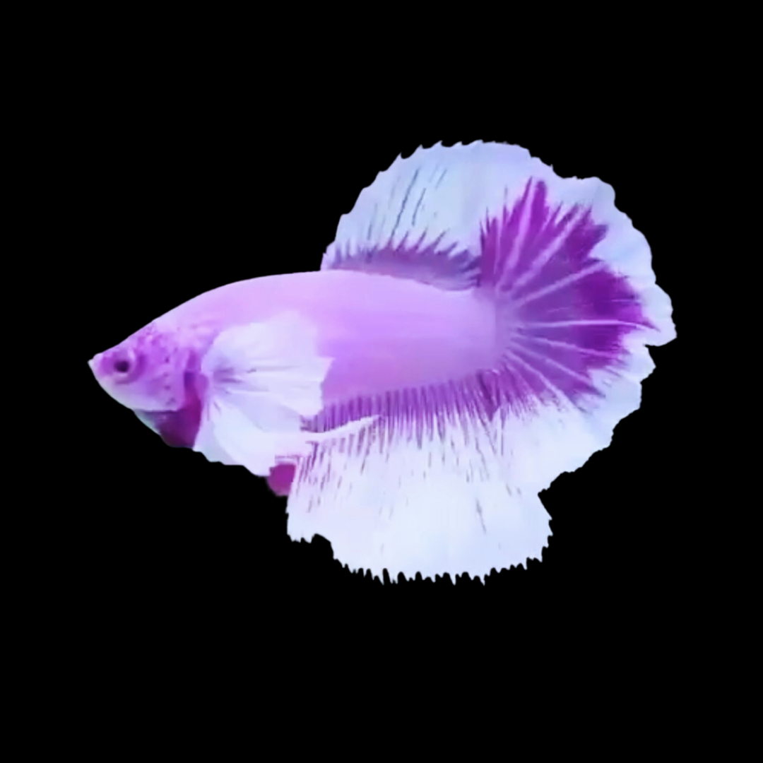 Purple Lavender Betta Fish