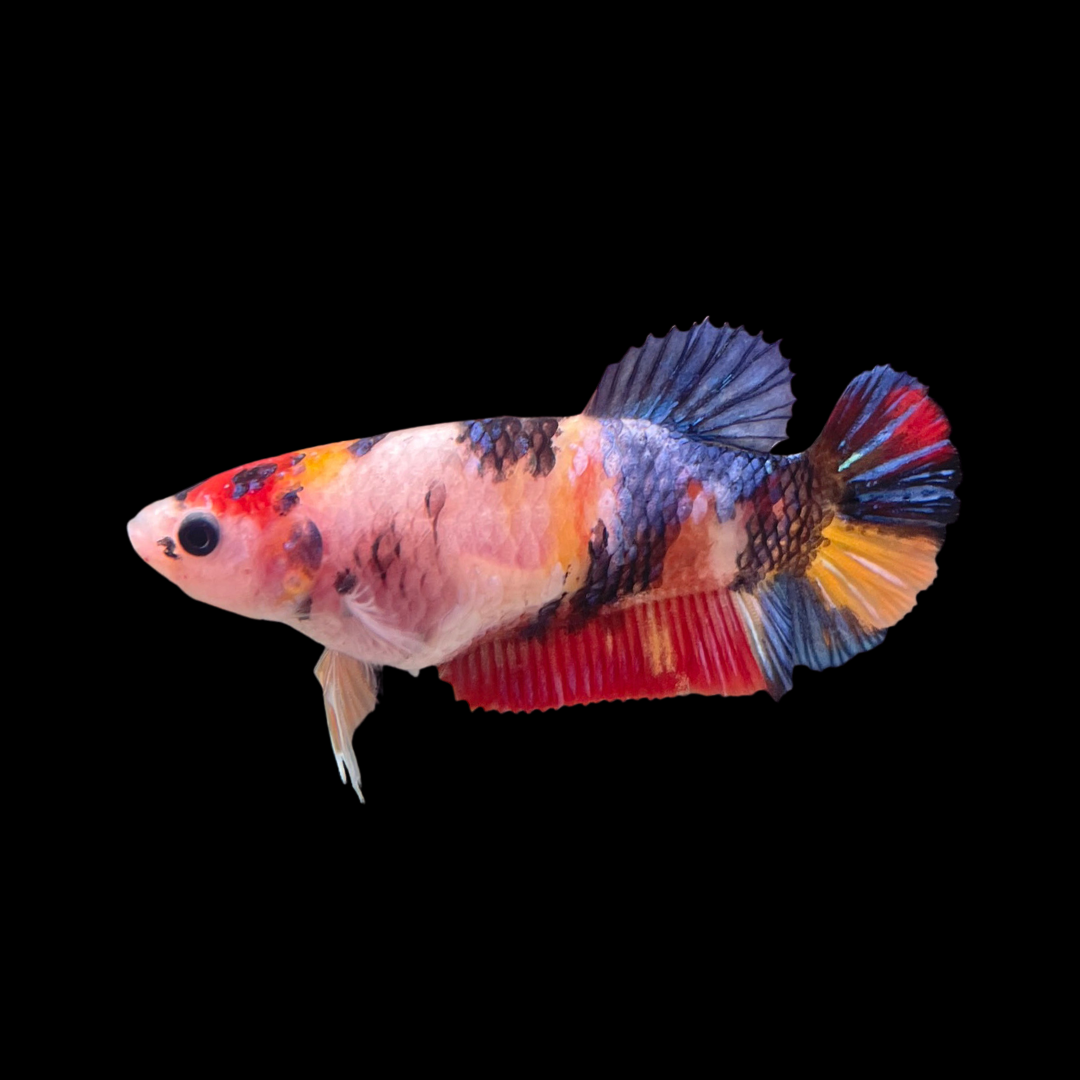 Betta Pi Female Betta Fish