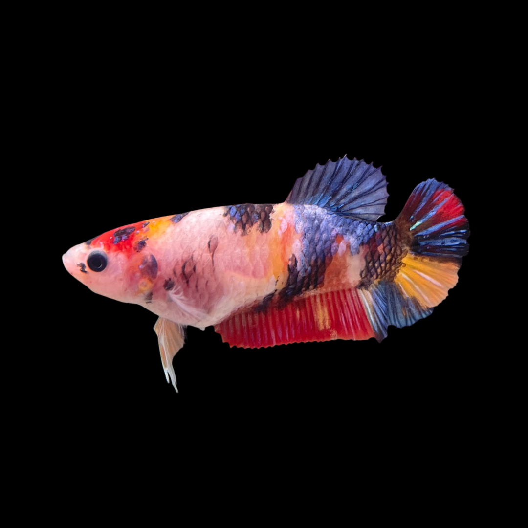 Female Betta Fish