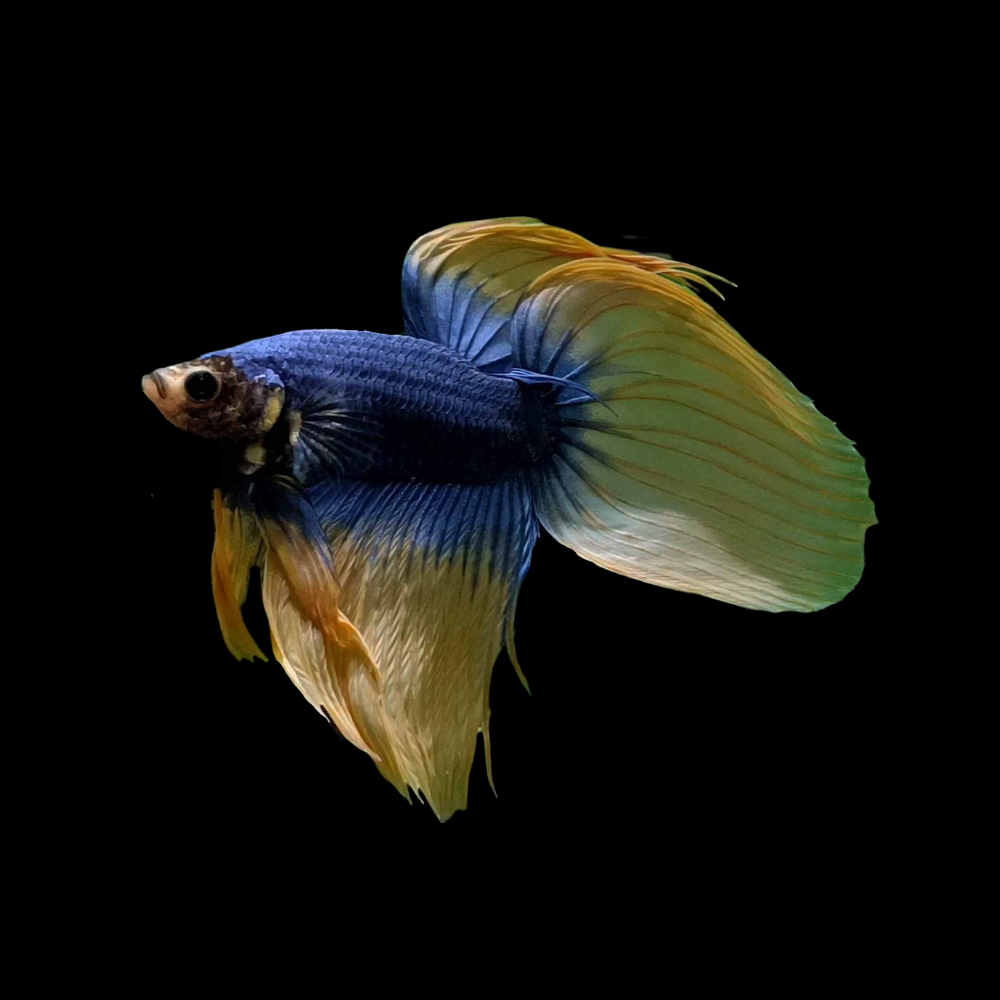 Viel Fish Veiltail