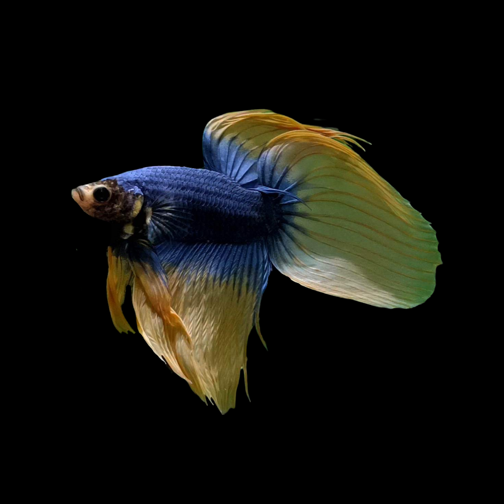 Veiltail Betta For Sale