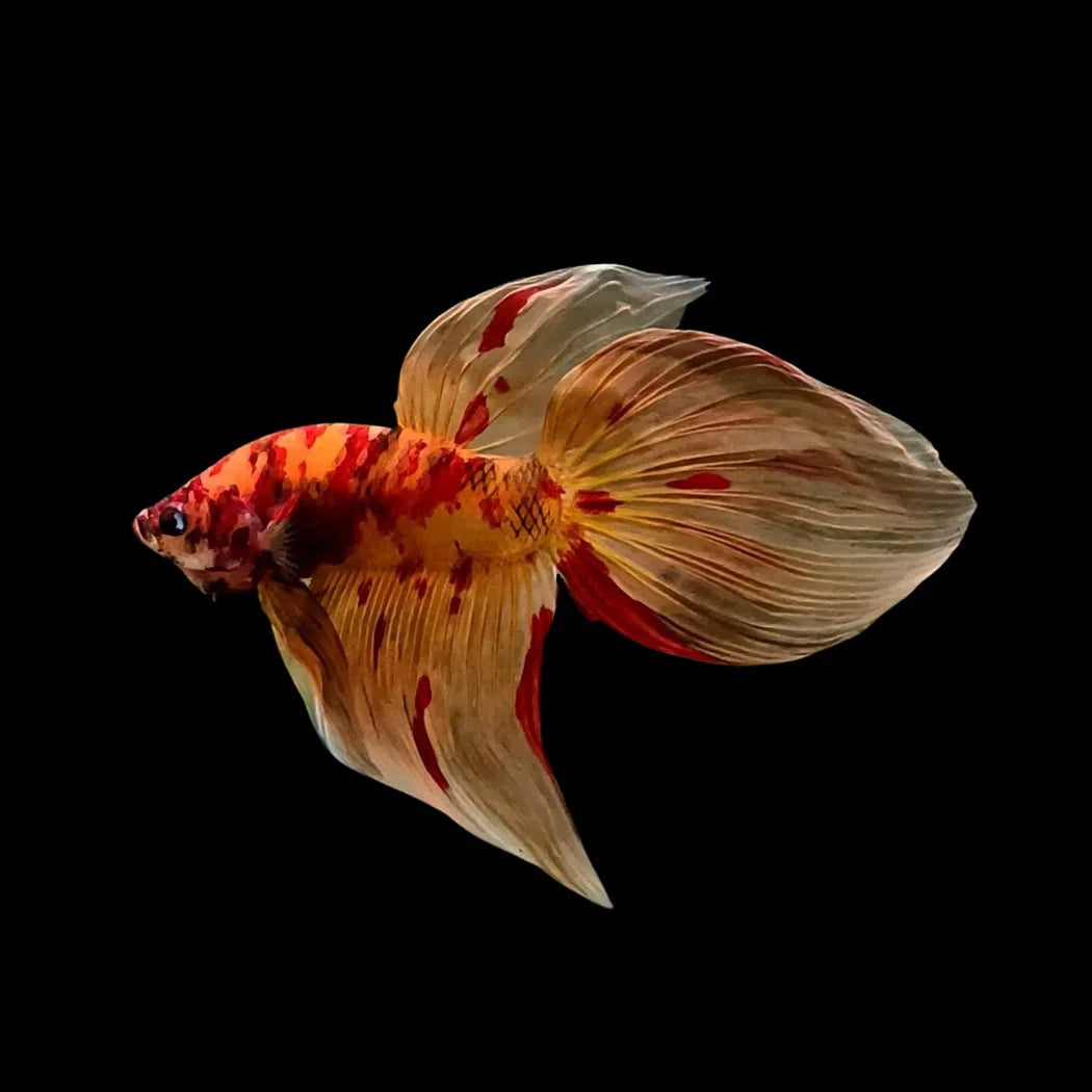 Tiger Betta Fish