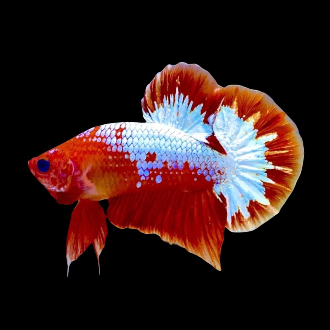 Rare Red Copper Startail Betta Fish