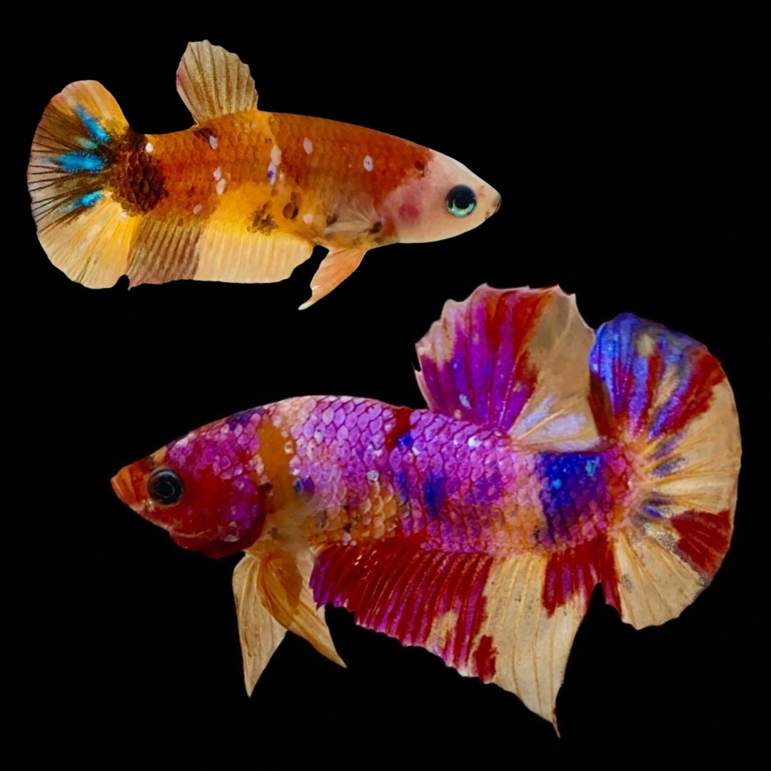 Rare Pair Koi Multicolors Betta Fish