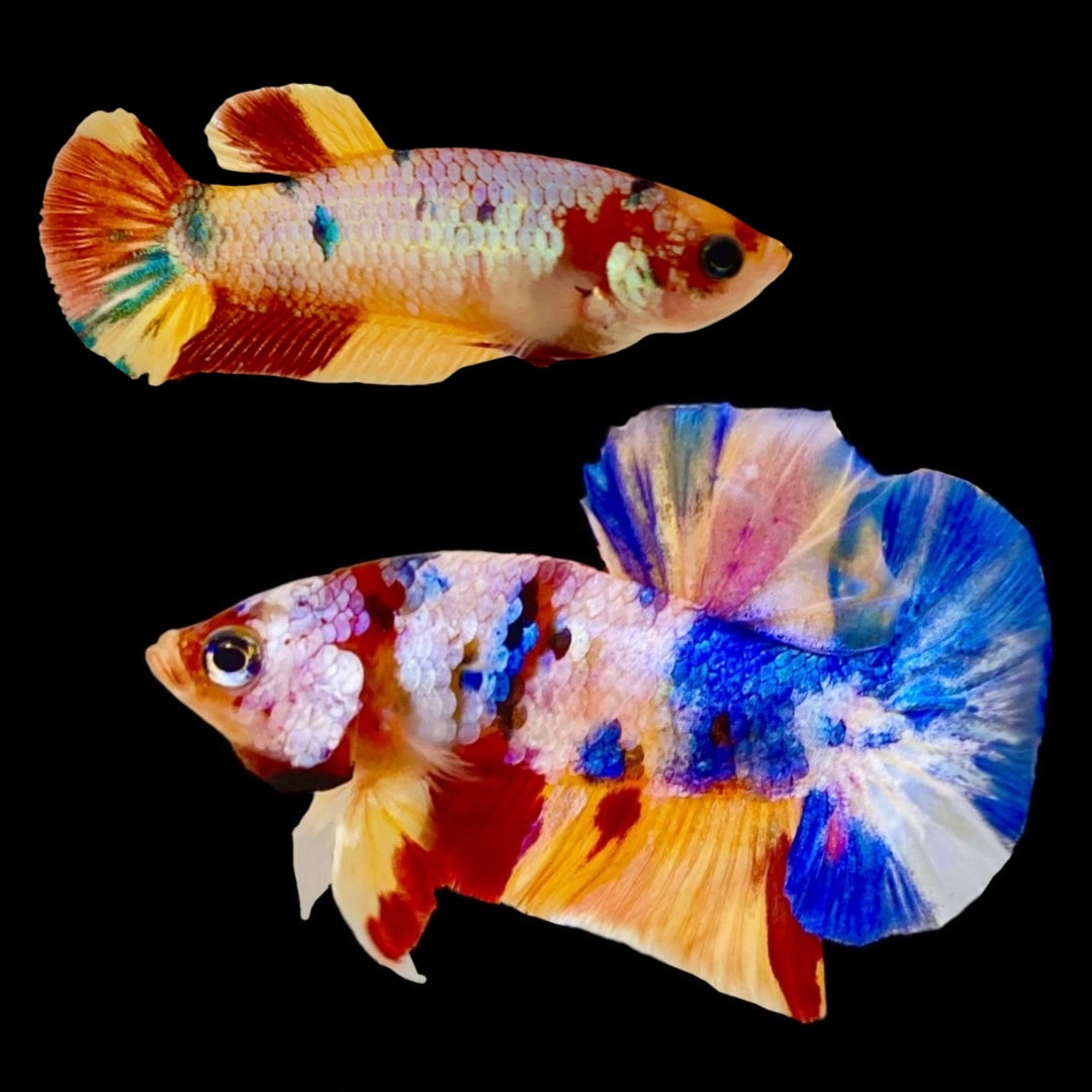 Rare Pair Koi Multicolors Betta Fish