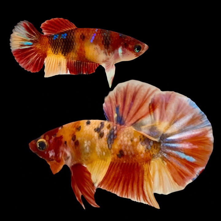 Rare Pair Koi Multicolors Betta Fish