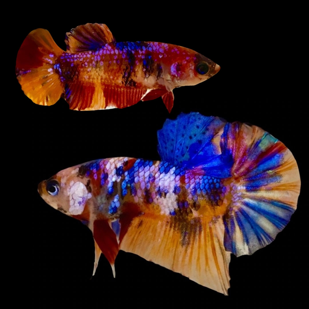 Rare Pair Koi Multicolors Betta Fish