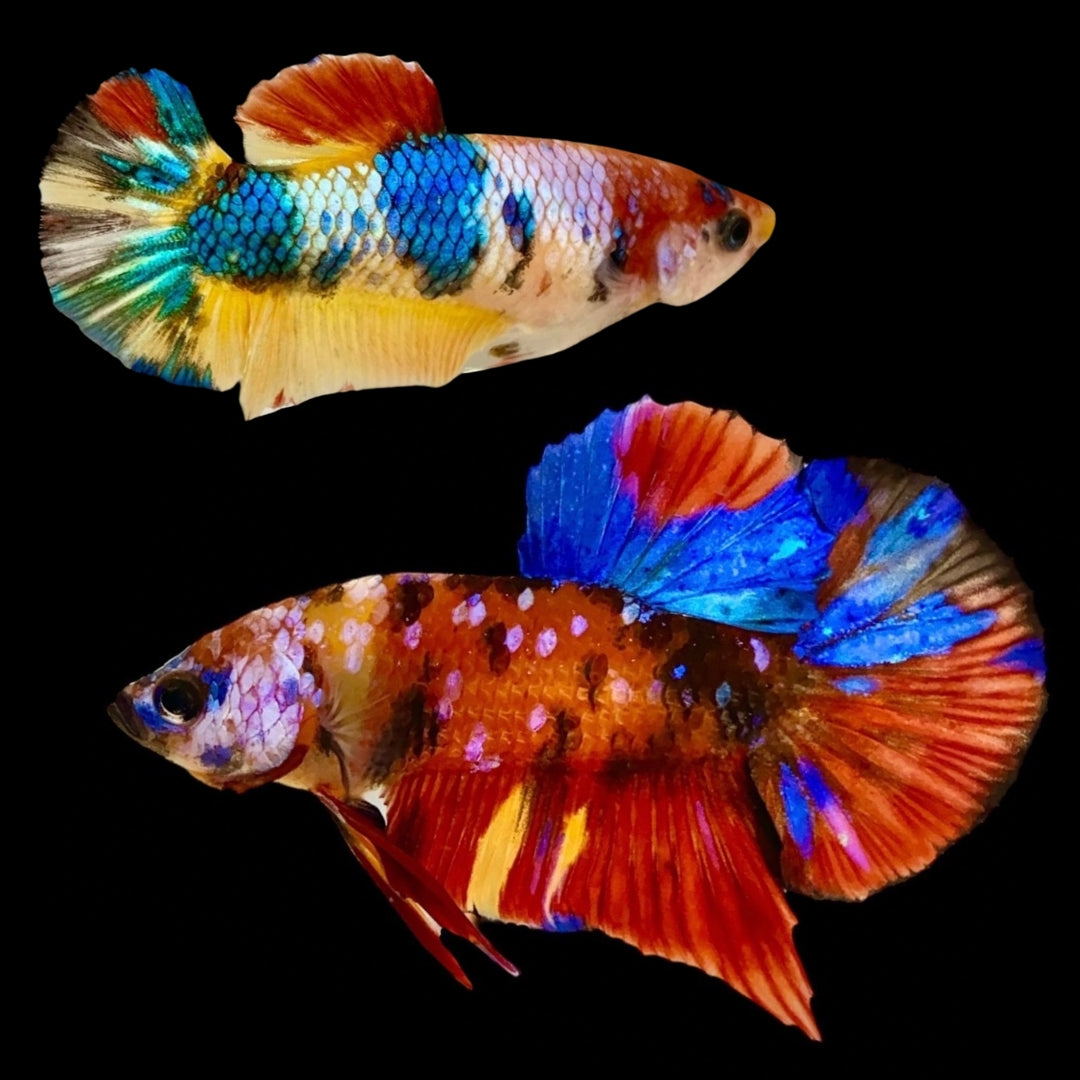 Rare Pair Koi Multicolors Betta Fish (Male & Female)