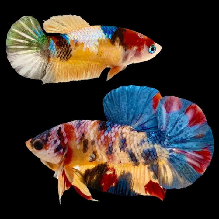 Rare Pair Koi Multicolors Betta Fish