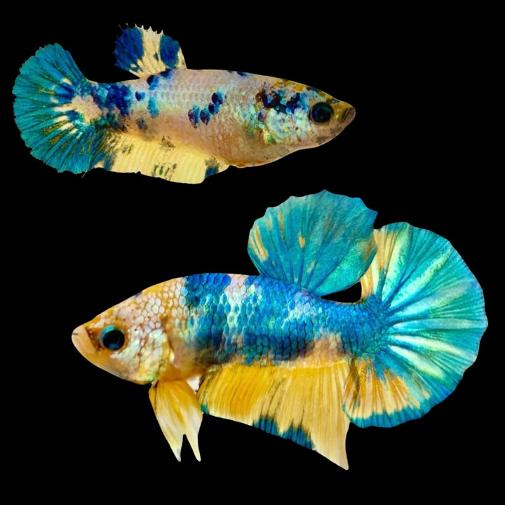 Rare Pair Koi Multicolors Betta Fish