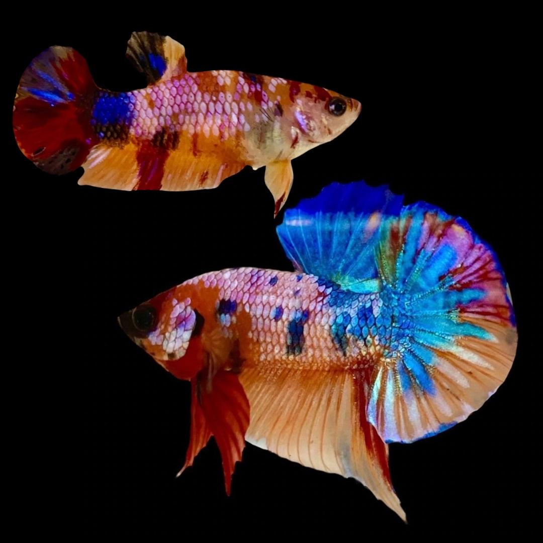 Rare Pair Koi Multicolors Betta Fish